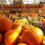 Des activités automnales pour toute la famille