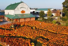 La cueillette de citrouilles bat son plein